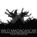 logo Wild Madagascar baobab adansonia grandidieri
