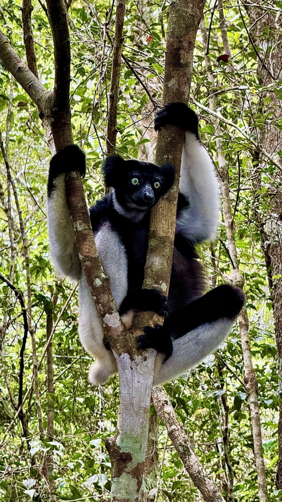 indri indri andasibe Analamazaotra madagascar
