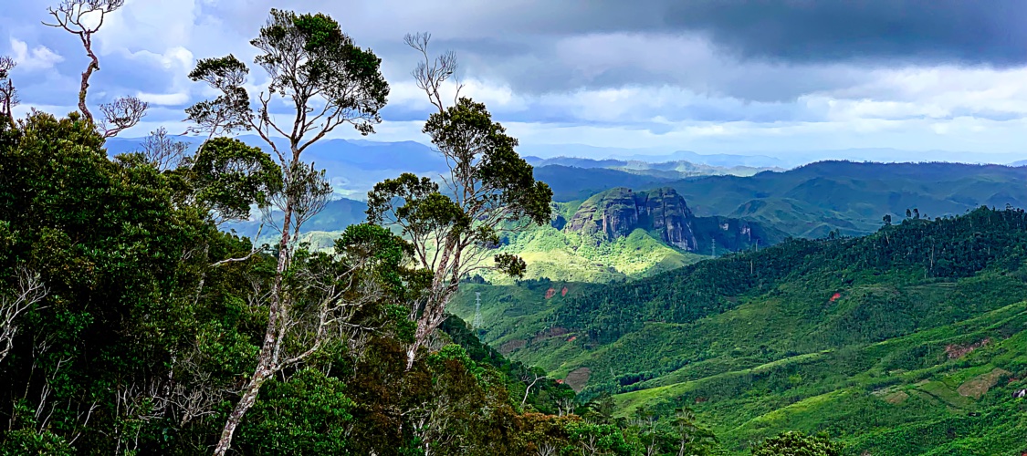 maromizaha andasibe rainforest valley